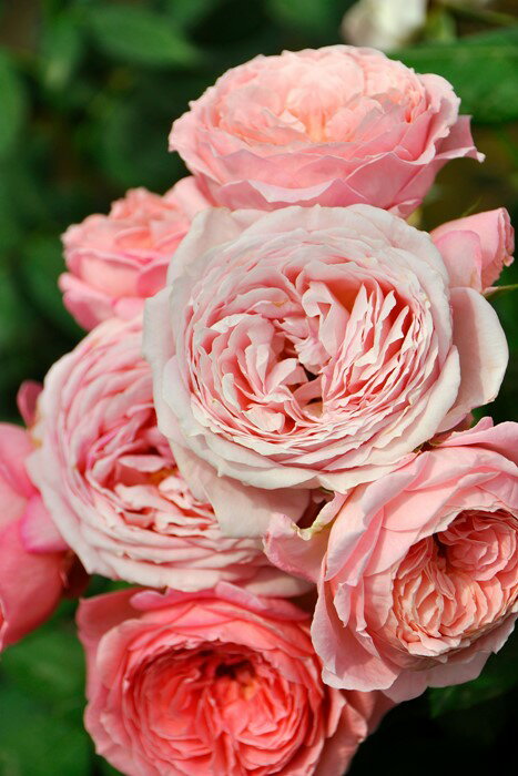 バラ苗【新苗】アンソフィーピック (Gen桃) 国産苗［契約品種］《OM-GU》 0426販売のサムネイル