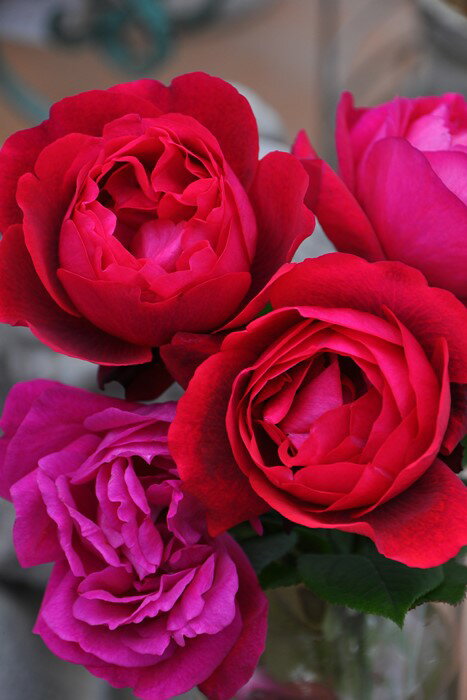 バラ苗【新苗】はいから (FGN赤) 国産苗［契約品種］《OS-OS2》のサムネイル