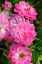 【大苗】バラ苗 ブリリアントピンクアイスバーグ 国産苗 6号鉢植え品《J-FL20》
