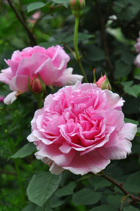 バラ苗【中苗】ルプランタン (HT桃) 国産苗 6号鉢植え品【即納】［契約品種］《J-RO》のサムネイル