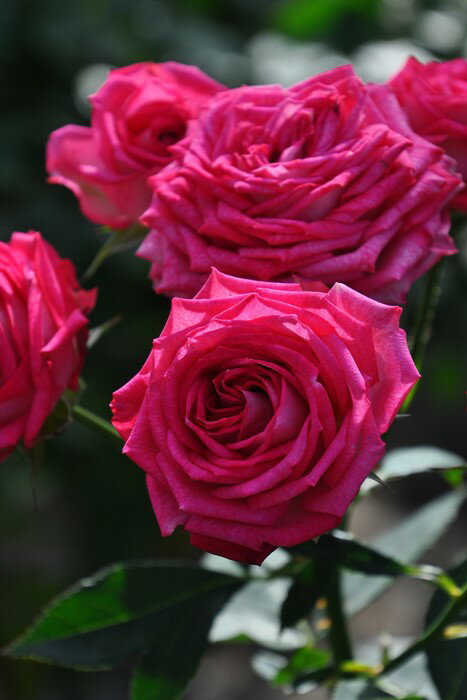 【予約大苗】バラ苗 デュエットバルコニア (FL淡桃) 国産苗 6号鉢植え品［農林水産省 品種登録出願中］《IR-IRO3》 ※2月末までのお届けのサムネイル