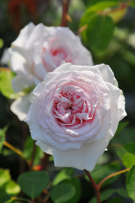 バラ苗【新苗】メサージュドゥヨコハマ 国産苗［契約品種］《JB-KWI1》