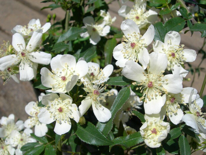 ≪SALE＆送料無料≫ 珍しいモッコウ薔薇 一重白 挿し木苗:安い 