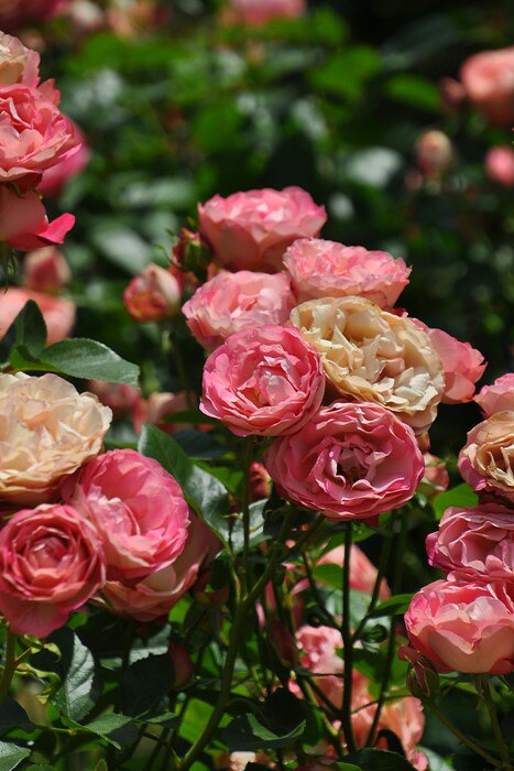 thum2