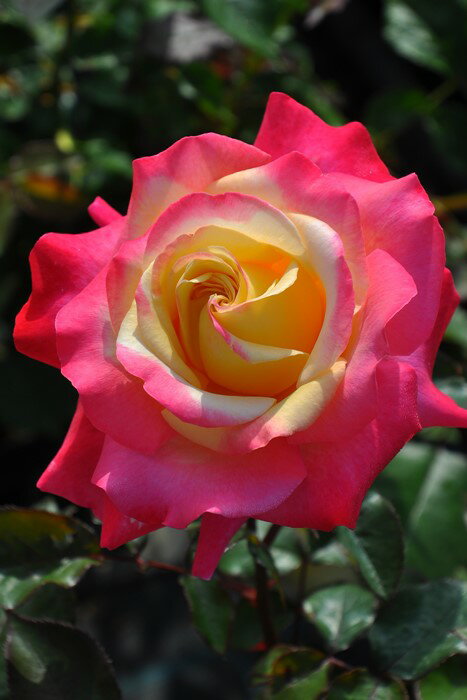 【大苗】バラ苗 イーハトーブの光 国産苗 6号鉢植え品［契約品種］《JB-YR》のサムネイル