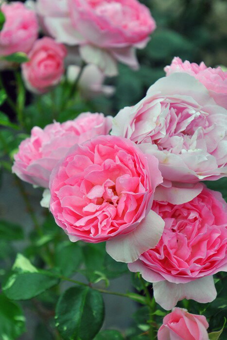 バラ苗【新苗】ギャラクシーエモーパッサン (FL桃) 国産苗［契約品種］《MA-MA》 0423販売のサムネイル