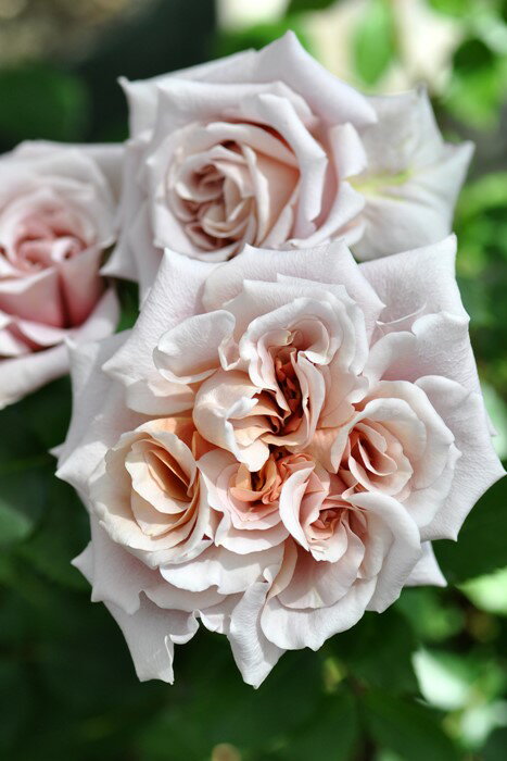 バラ苗【新苗】ラテアート 国産苗［契約品種］《J-RO》のサムネイル