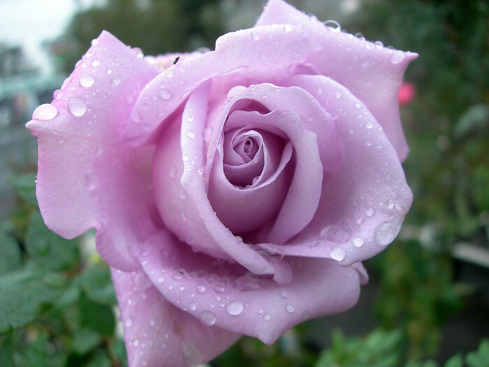 ���ߵ����ġۥХ��� �֥롼�ࡼ�� ���� 6��ȭ�����ʡ�J-HT10�ա�0204�����