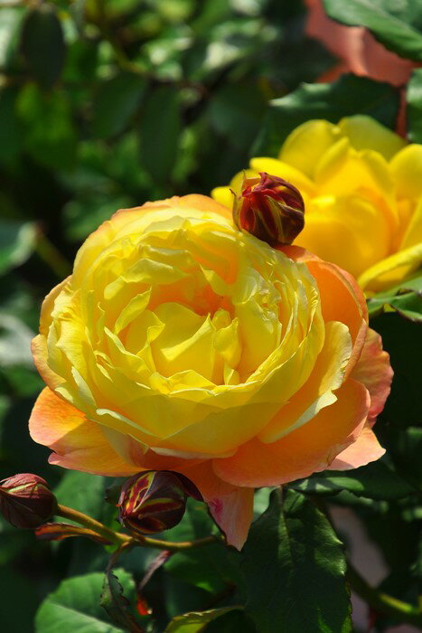 Rakuten - バラ苗【新苗】オレンジフェイス 国産苗［契約品種］《JB-YR》【0501販売】