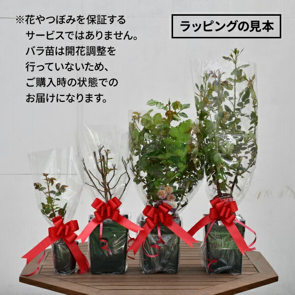 ��ͭ���ۥ�åԥ� �Х�����