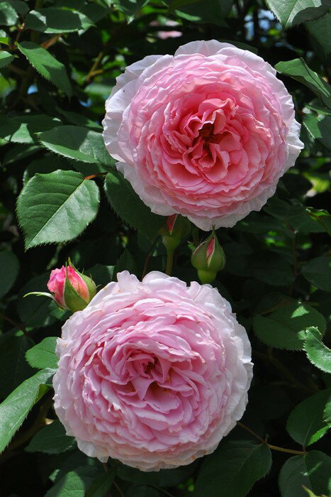 【冬季大苗】バラ苗 ジェームズギャルウェイ 輸入苗 7号鉢植え品［農林水産省 登録品種］《ER-Y》【0209販売】...