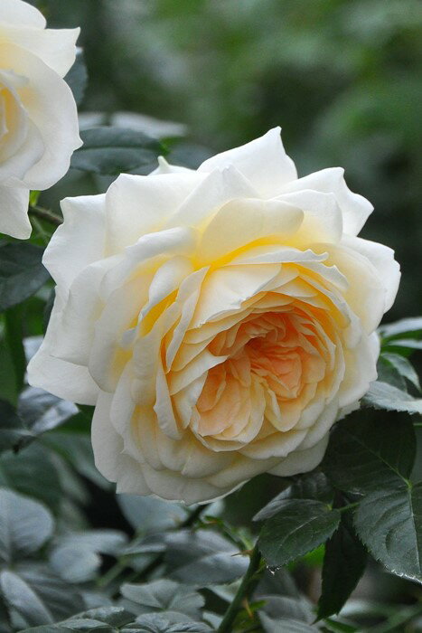 【大苗】バラ苗 マリーアントワネット 国産苗 6号鉢植え品［農林水産省 登録品種］《IR-IRO3》のサムネイル