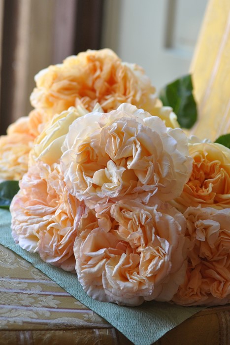 楽天市場】アプリコット 色 薔薇の通販