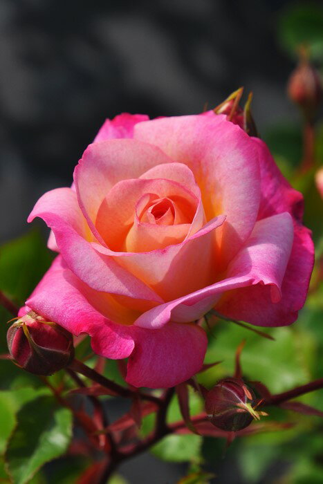 【大苗】バラ苗 イーハトーブの朝 国産苗 6号鉢植え品［契約品種］《JB-YR》のサムネイル