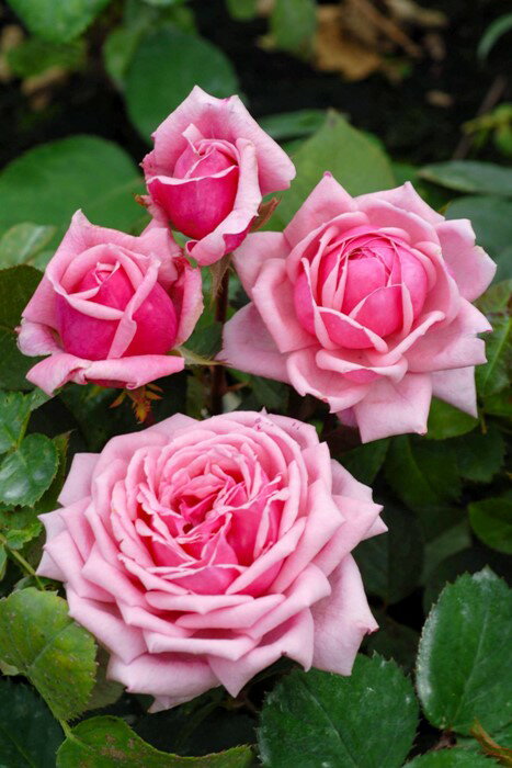 Rose - バラ苗【新苗】ゆあ【結愛】ユア 国産苗［農林水産省 登録品種］《IR-IRO3》【0511販売】