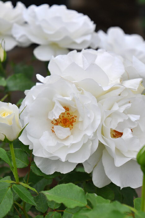 【予約大苗】バラ苗 グラシアール (FL白) 国産苗 6号鉢植え品［農林水産省 品種登録出願中］《J-RP》 ※2月末までのお届けのサムネイル