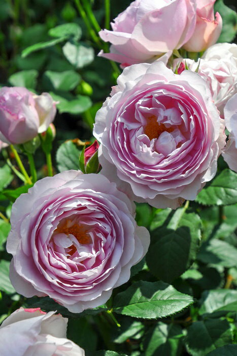 バラ苗【中苗】フィオーラ (Sh桃) 国産苗 6号鉢植え品【即納】［農林水産省 登録品種］《J-RO》のサムネイル