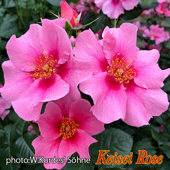 Rose - 【大苗】バラ苗 シーユーインピンク 国産苗 6号鉢植え品［農林水産省 品種登録出願中］《IR-IRO3》