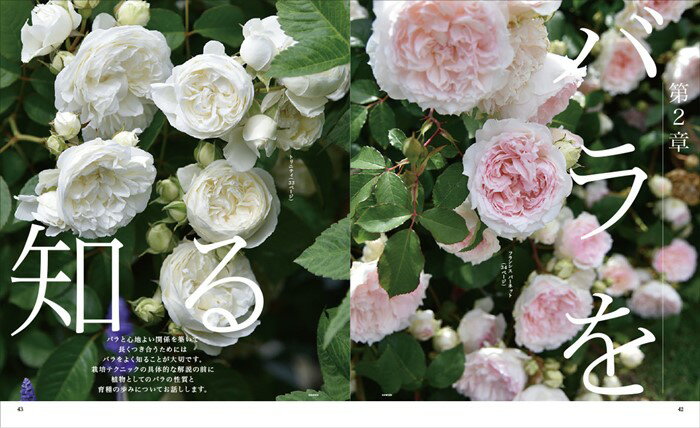 ���ܡ�NHK��̣�α�� �������Х�: �������������餫���� (������ѥ��꡼��) ���ͥ��ݥ��ؤˤ�ȯ�� ��ʧ���Բ�/���������Բ� ZIK-900