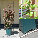 【Bells More】ロサオリエンティス グローフェンス本体◆配送日時指定不可 【直送品】ZIK-10000 《ベルツモアジャパン》【260】