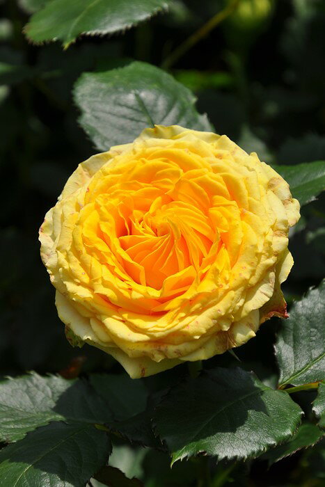 Rose - 【大苗】バラ苗 ファンタスティック 国産苗 6号鉢植え品［契約品種］《OM-ZEN》