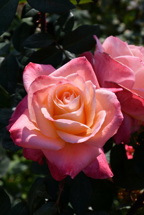 【冬季大苗】バラ苗 イーハトーブの花火 国産苗 6号鉢植え品［契約品種］《JB-YR》【0204販売】