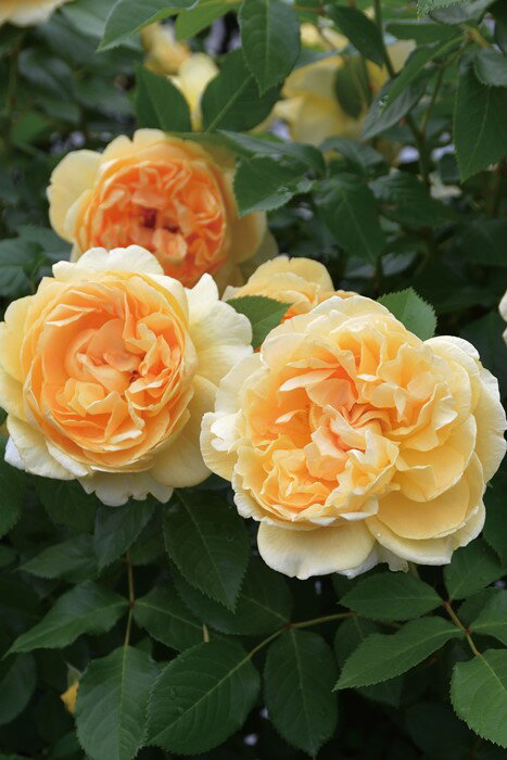 バラ苗【新苗】ディコン 国産苗［農林水産省 品種登録出願中］《J-RP》 0410販売のサムネイル