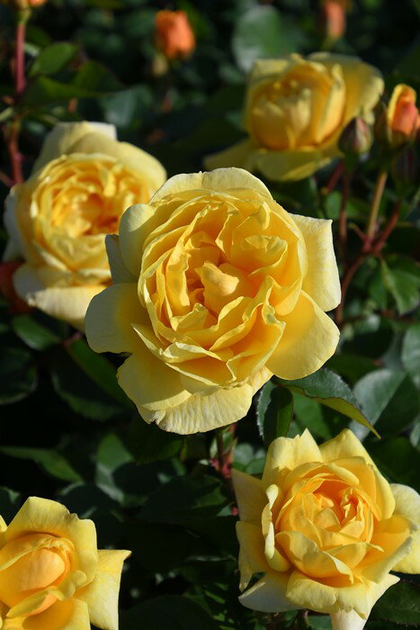 バラ苗【新苗】スマイルハニーローズ／くまのプーさん (FL黄) 国産苗［農林水産省 品種登録出願中］《J-IRM3》 2022秋新品種 0426販売のサムネイル