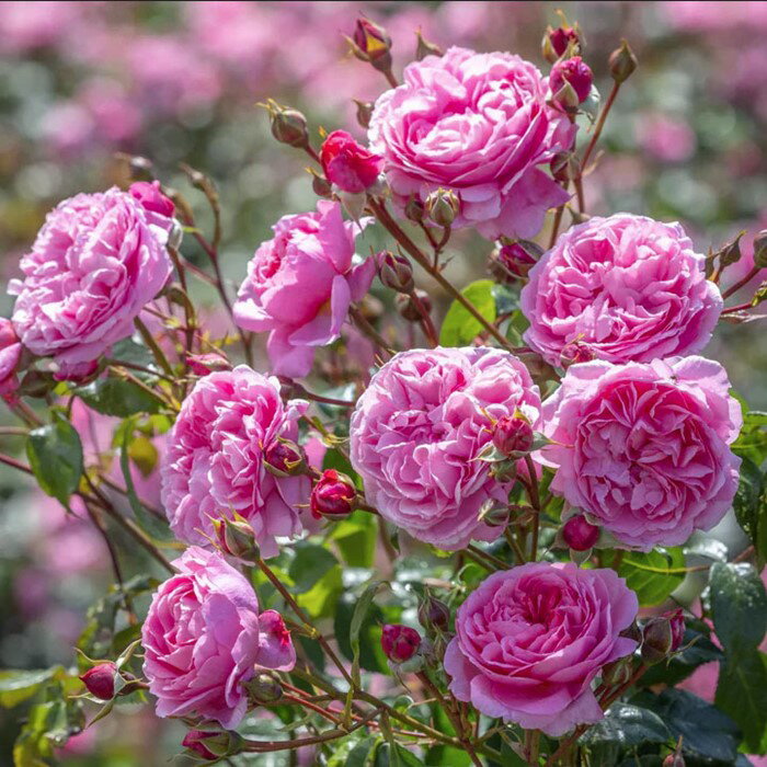 樂天商城 - 【大苗】バラ苗 ペネロピライヴリー 輸入苗 7号鉢植え品［農林水産省 品種登録出願中］《ER-Y》