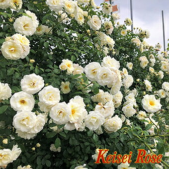 Rose - バラ苗【新苗】ましろ【真白】 国産苗［農林水産省 品種登録出願中］《IR-IRO3》【0511販売】
