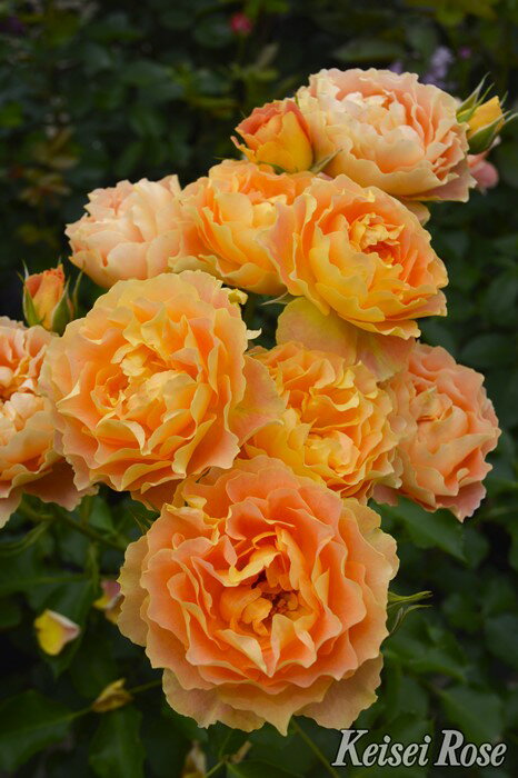 【冬季大苗】バラ苗 アプリコットシフォン 国産苗 6号鉢植え品［農林水産省 品種登録出願中］《J-IRM3》【1120販売】