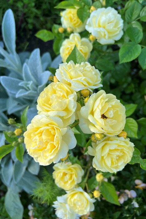 バラ苗プチジョワ国産苗6号鉢植え品...