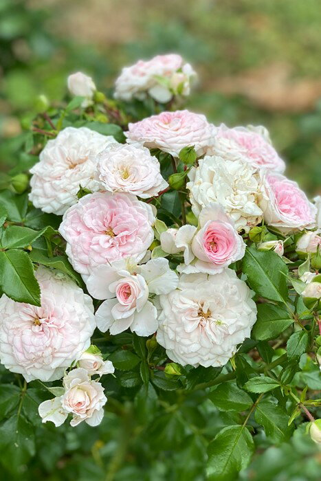 バラ苗【6号新苗】さくらこ 国産苗 6号鉢植え品［契約品種］《JB》2025春新品種のサムネイル