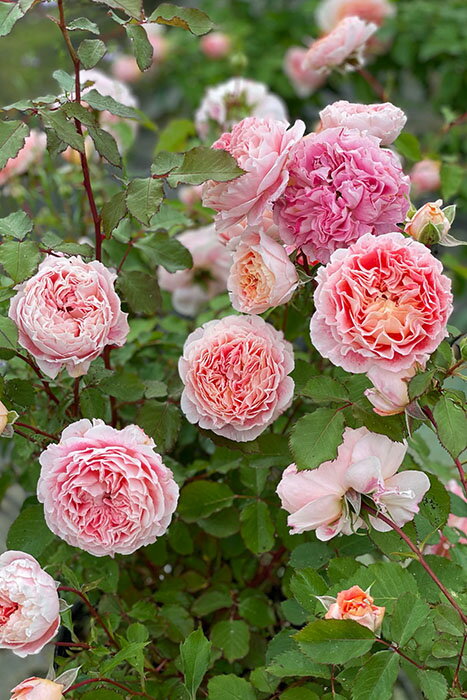 Rose - 【大苗】バラ苗 ジェフアーティスト 国産苗 6号鉢植え品《OM-DM》