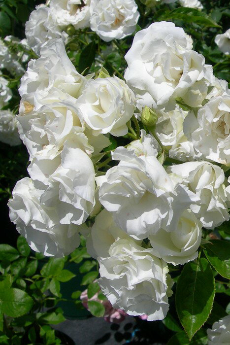 バラ苗【6号新苗】サマースノー 国産苗 6号鉢植え品《J-FL20》のサムネイル