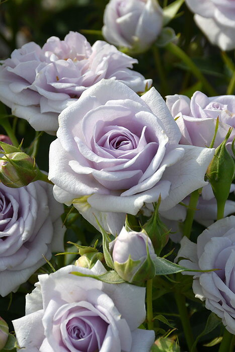 【冬季大苗】バラ苗 アクアノート 国産苗 6号鉢植え品［農林水産省 品種登録出願中］《J-RP》2025秋新品種のサムネイル