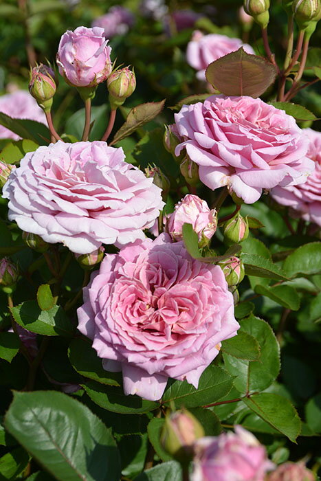 【冬季大苗】バラ苗 アンティーク 国産苗 6号鉢植え品［農林水産省 品種登録出願中］《J-RP》2025秋新品種のサムネイル