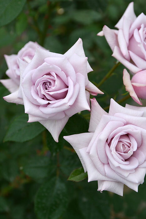 【冬季大苗】バラ苗 シュヴァリエ 国産苗 6号鉢植え品［農林水産省 品種登録出願中］《J-RP》2025秋新品種のサムネイル