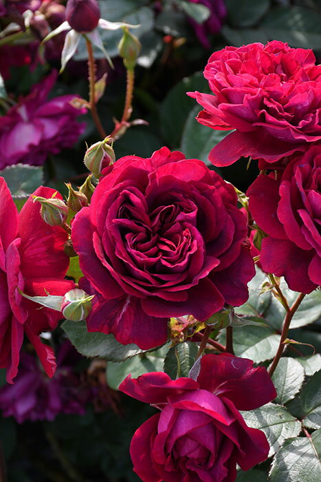 【冬季大苗】バラ苗 メルロー 国産苗 6号鉢植え品［農林水産省 品種登録出願中］《J-RN》2025秋新品種のサムネイル