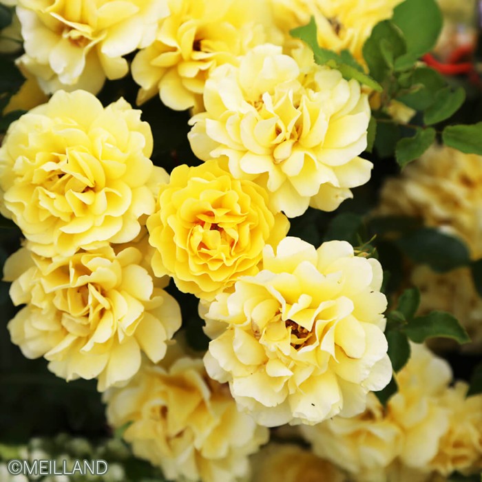 Rakuten - 【大苗】バラ苗 ゴールデンストリートカラーズ 国産苗 6号鉢植え品［農林水産省 品種登録出願中］《IR-IRO3》2025秋新品種