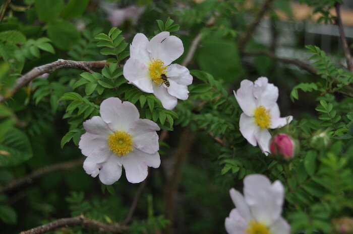 特価 【大苗】バラ苗 サンショウバラ【山椒薔薇 ロサルクスブルギーヒルトゥーラ】 国産苗 6号鉢植え品《J-OB20》 期間限定 SALEアイテム 懐かしのバラ