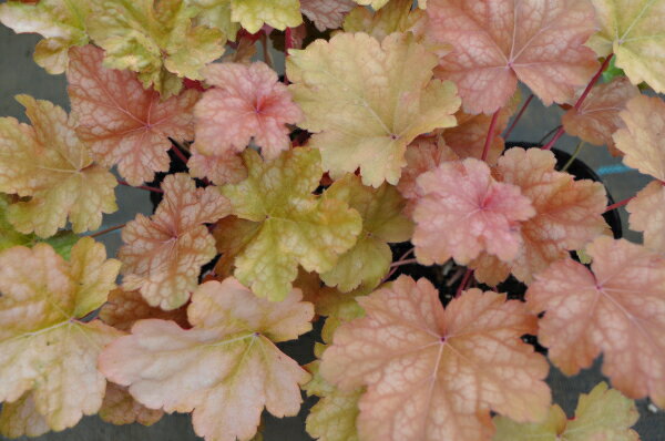 【ヒューケラ】　ピーチパイ　 (赤系)　3号ポット苗　★