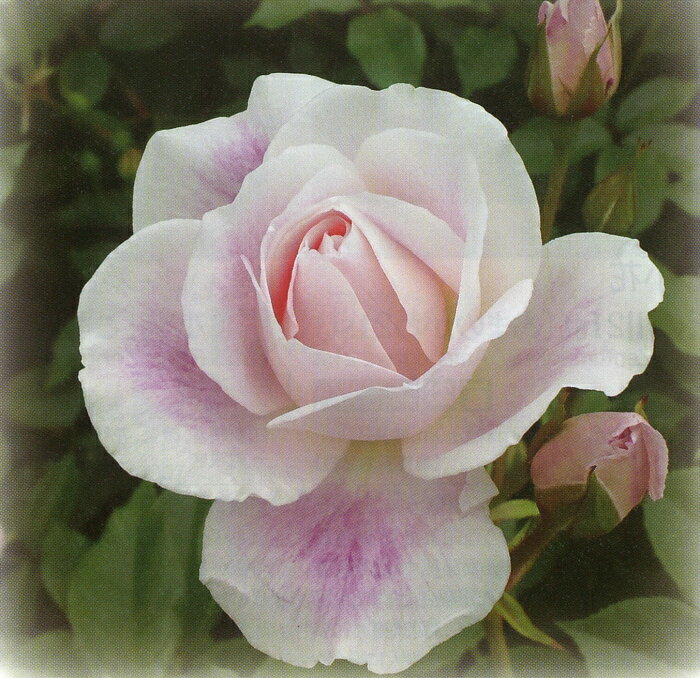 予約新苗 【バラ苗】 ブラッシングアイスバーグ (FL淡桃) 国産苗 新苗 ○ 【四季咲き.木...