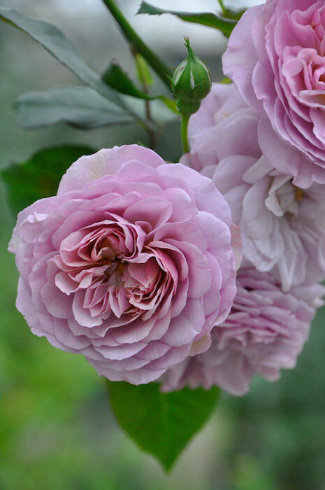 バラ苗【新苗】フローレンスデルアットル【フローランスドゥラートル】(Gen紫) 国産苗［契約品種］《OM-GU》 0426販売のサムネイル