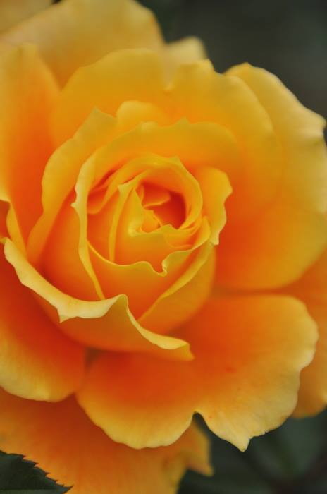 予約大苗 【バラ苗】 まんよう 【万葉】 マンヨウ (FL橙色) 国産苗 大苗 6号鉢植え品 ...