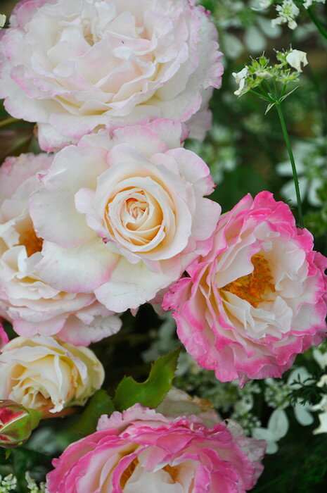 【つぼみ付き】◆即納 【バラ苗】 セラフィム (HS複桃) 国産苗 中苗 6号鉢植え品 ● 【...