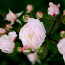 【大苗】バラ苗 ブーケドゥマリエ Bouquet de marie 国産苗 6号鉢植え品《J-OC20》