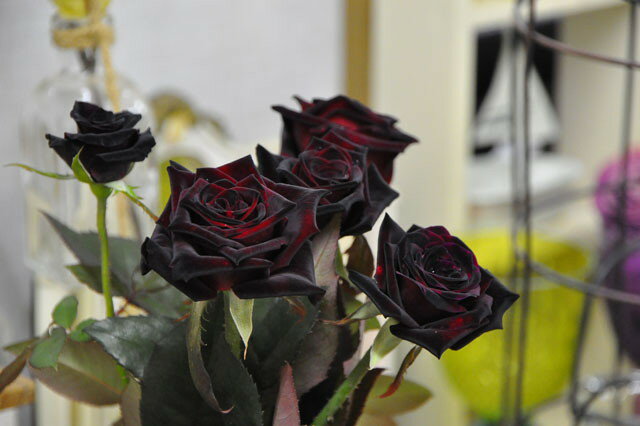 ガーデニングにも人気の黒い花7選 おしゃれでかっこいい黒い花を厳選 暮らし の