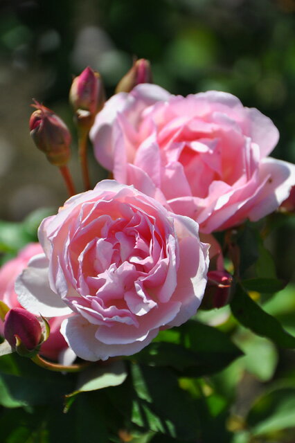 ●即納 【バラ苗】 デュシェスドゥブラバン (T桃色) 国産苗 新苗 ○ 【オールドローズ.ティーローズ】《J-OB15》