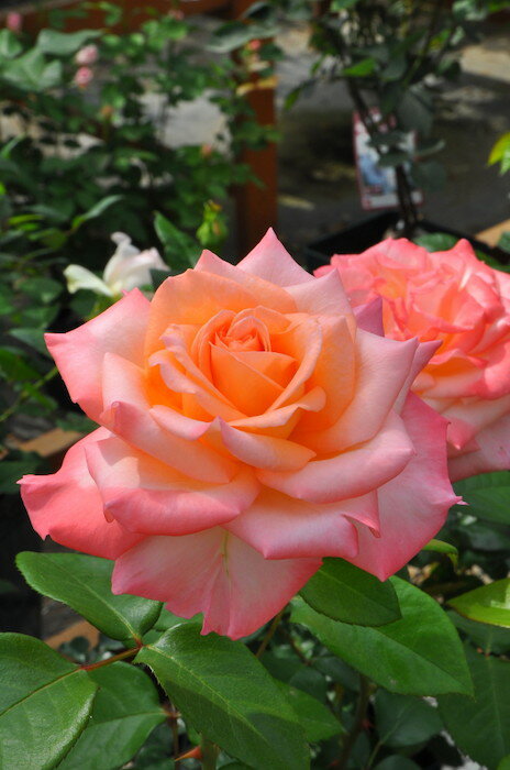 バラ苗【新苗】イーハトーブの風 国産苗［契約品種］《JB-YR》のサムネイル